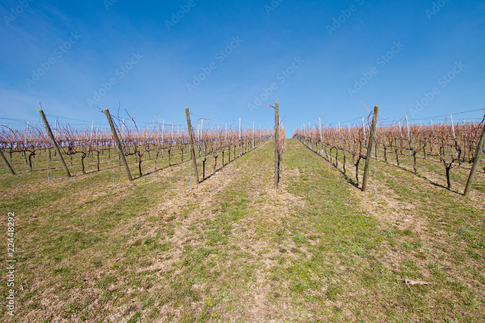 view on the vine fields. the spring