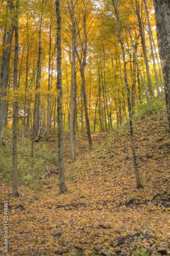 A forest ful of yelow autumn colors.