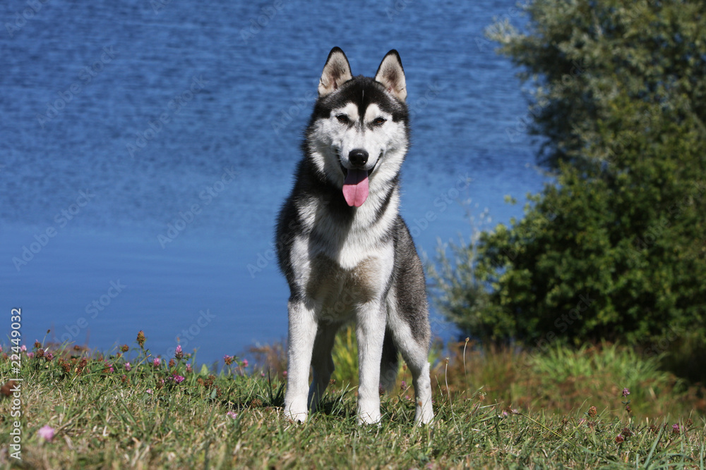 huskye sibérien de face