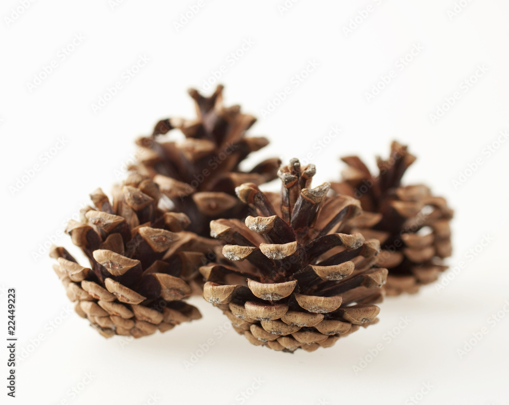 Pine cones Pine cones
