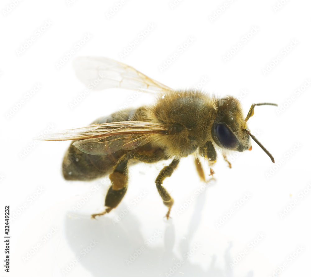 Bee closeup.Isolated on white Bee closeup.Isolated on white