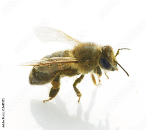 Bee closeup.Isolated on white