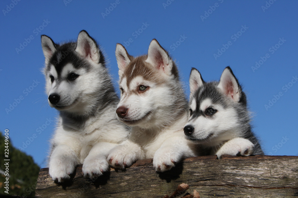 trois magnifiques chiots de race husky sibérien