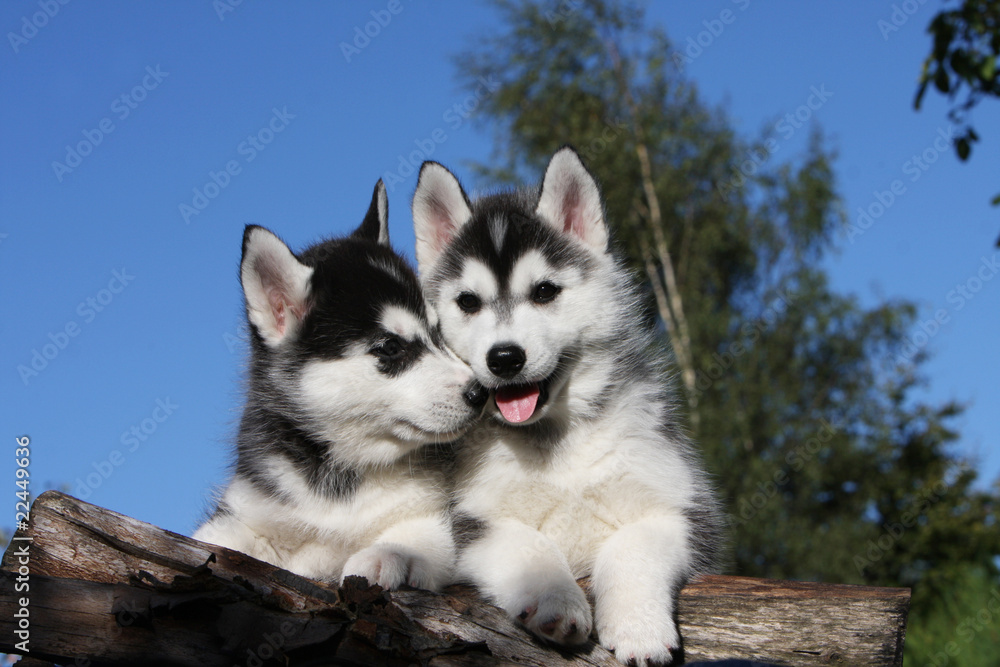 Fototapeta premium deux chiots de race siberian husky très tendres