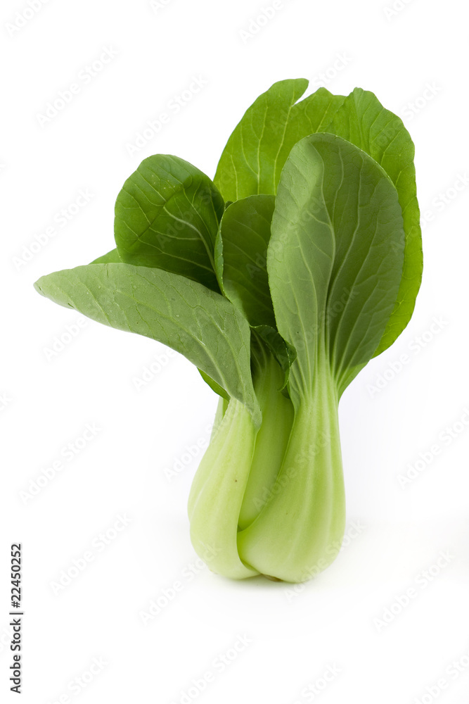 Pok Choi Pok Choi