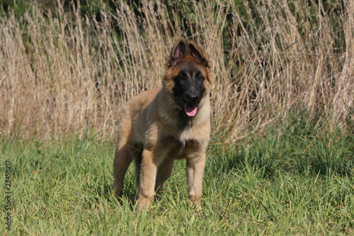 puppy tervueren in the field photo