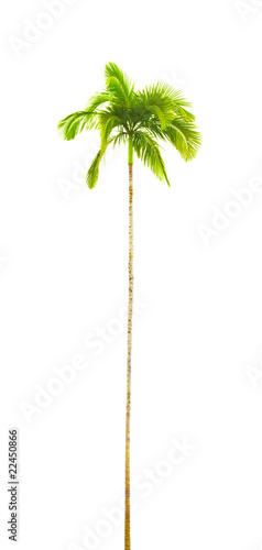 palm tree