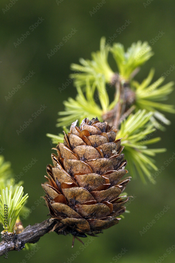 European Larch foliage and cone European Larch foliage and cone