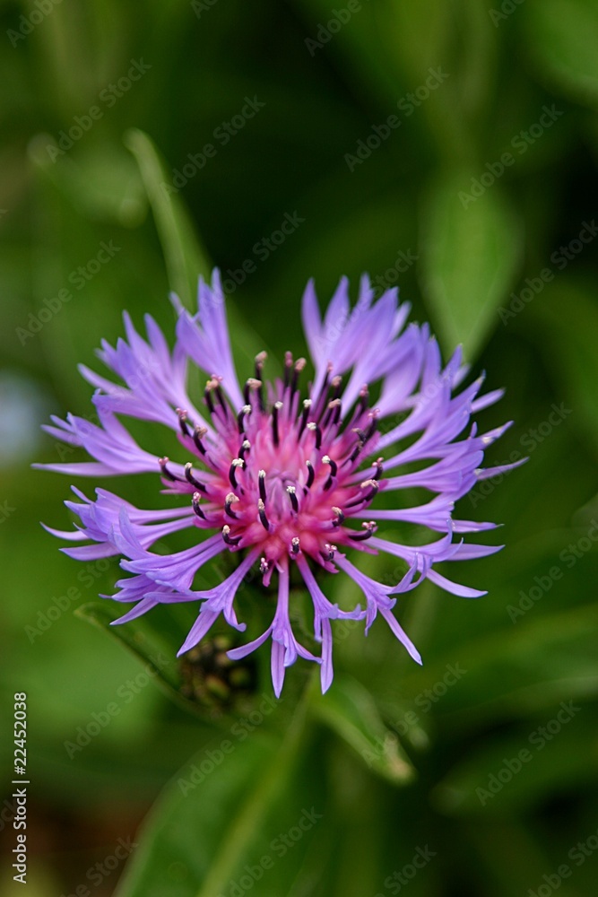 Obraz premium Kornblumen (Centaurea cyanus) Blüte