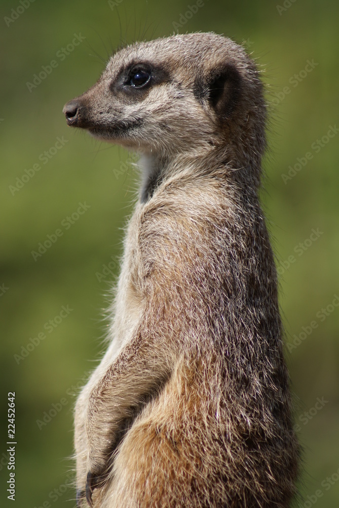 Fototapeta premium Meerkat: Lookout Patrol