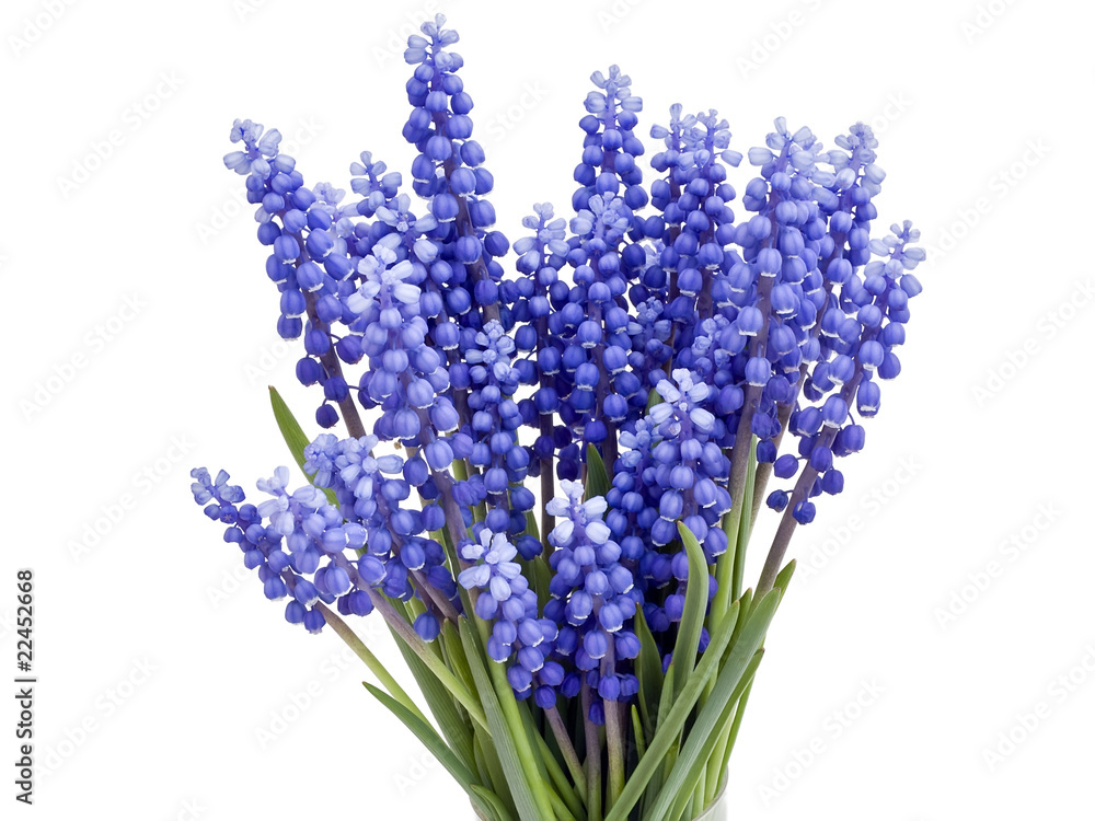 Fototapeta premium Wiosenne kwiaty "Muscari"