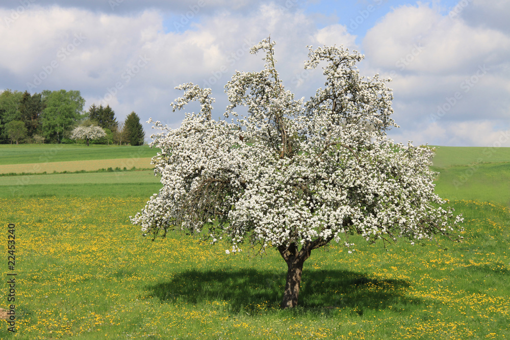 Apfelbaum blüht im Frühling StockFoto Adobe Stock