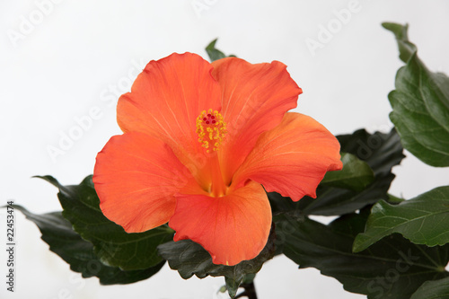 Red hibiscus flower isolated on the white background