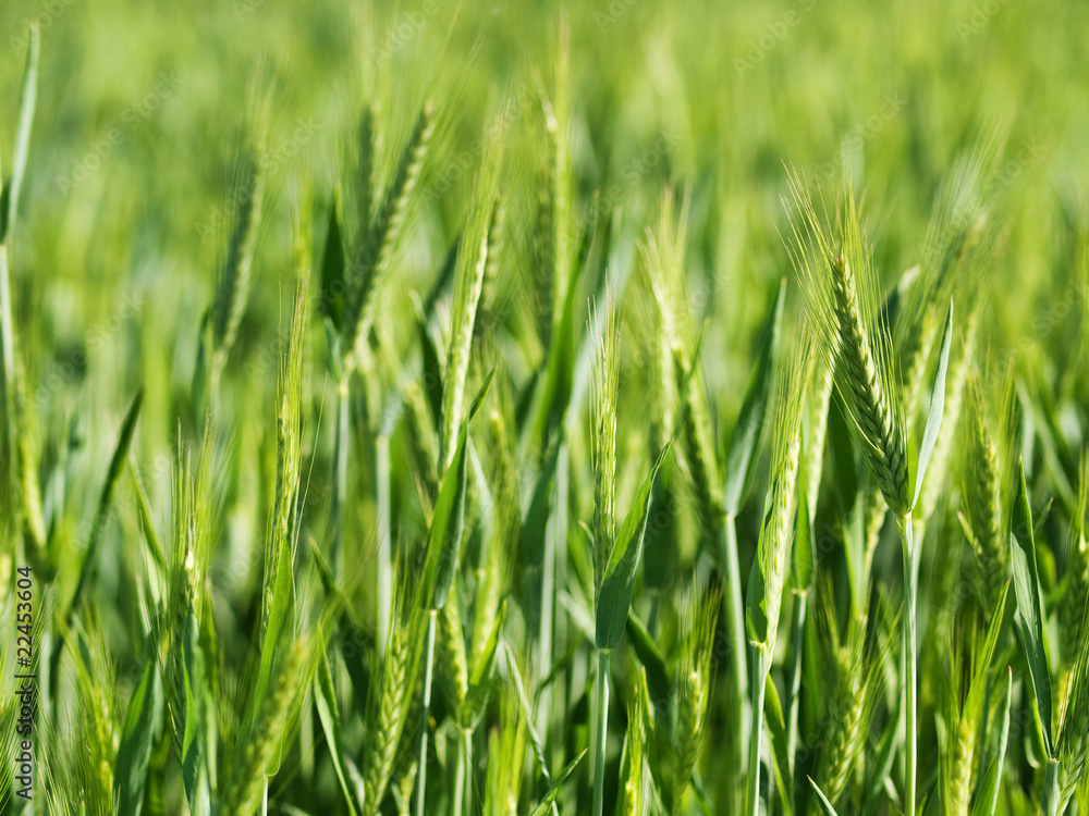 Green wheat field Green wheat field