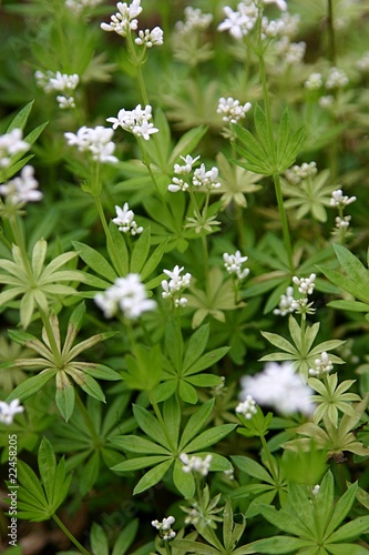 Waldmeister (Galium odoratum) photo