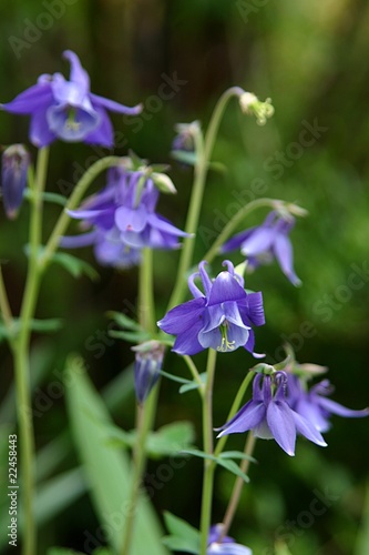 Akelei (aquilegia) Blüten
