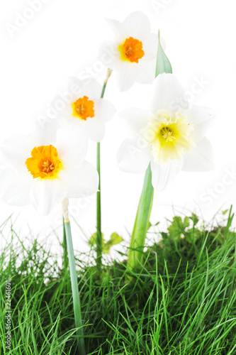 Blossoming narcissuses