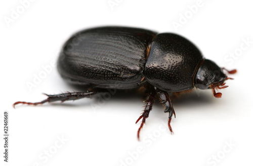 May Beetle photo