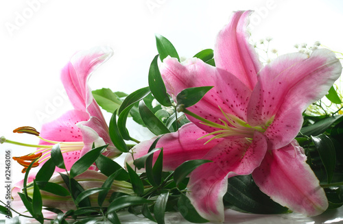 Obraz na płótnie Pink lillies on white background w salonie