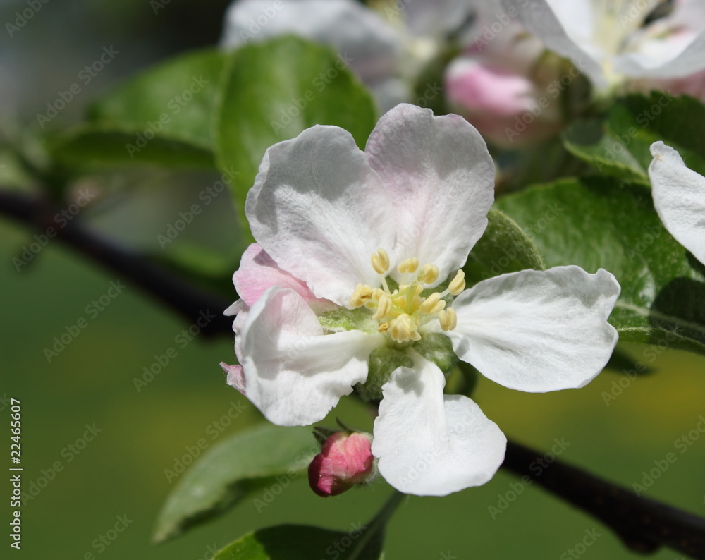 Obraz premium pesco ornamentale