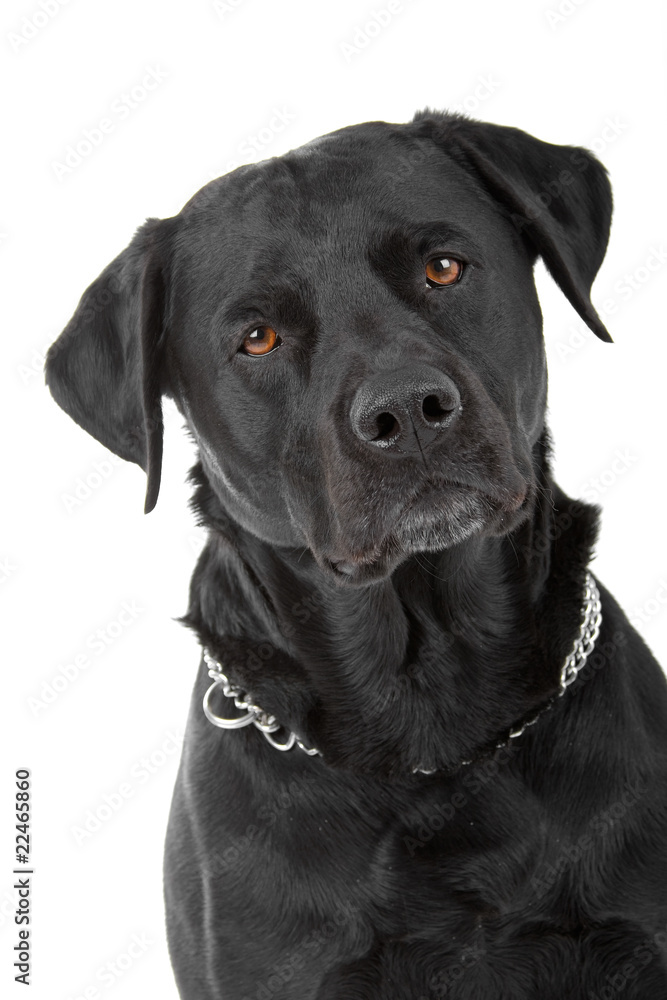 head of a black labrador retriever isolated on a white head of a black labrador retriever isolated on a white