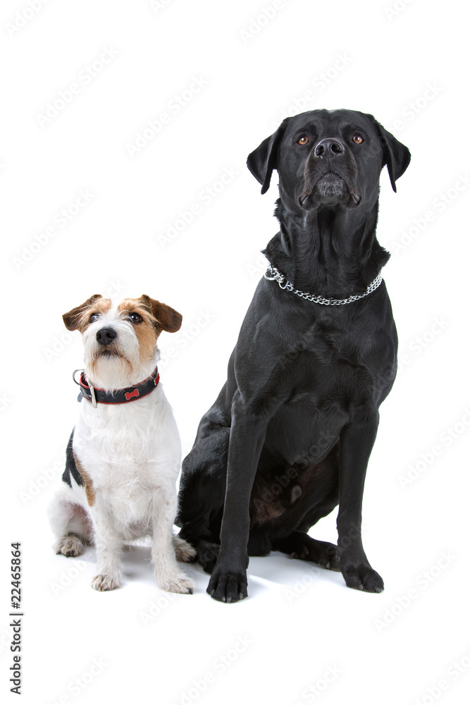 Obraz premium jack russel terrier and black labrador retriever