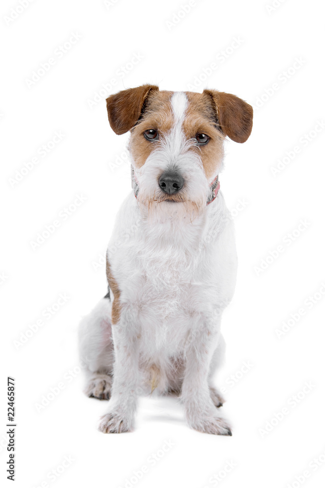 jack russel terrier-long haired isolated on a white background