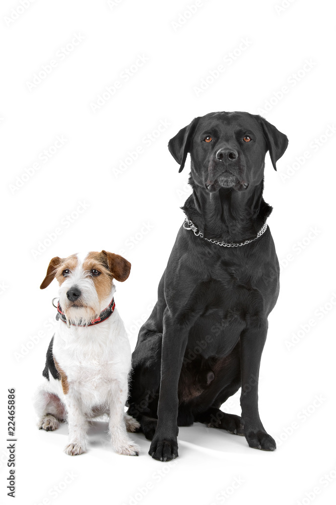 black labrador retriever and jack russel terrier dog