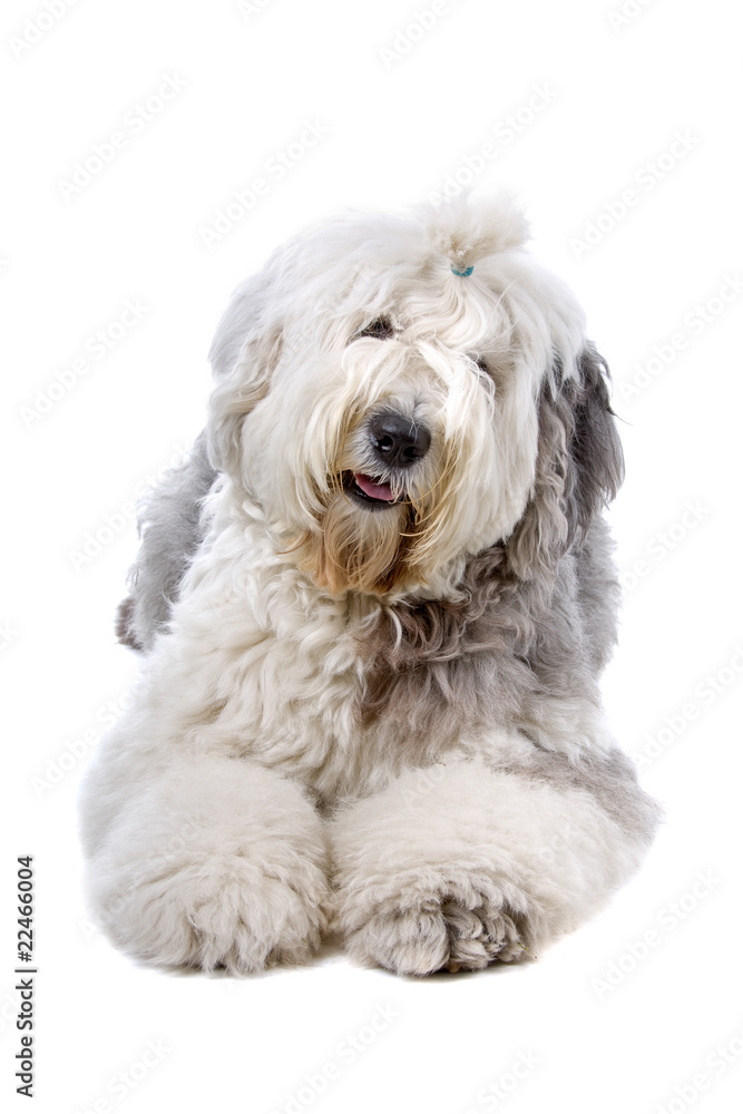 front view of an Old English Sheepdog (bobtail)