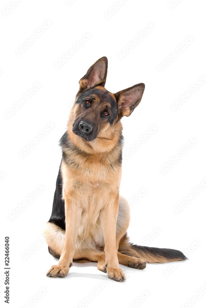 german shepherd dog looking at camera