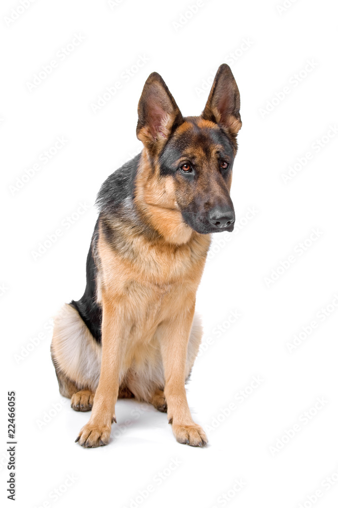 beautiful german shepherd dog isolated on a white background beautiful german shepherd dog isolated on a white background