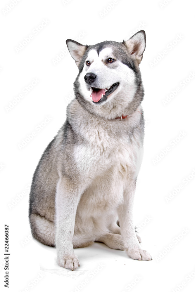 front view of a beautiful Alaskan Malamute dog (maly)
