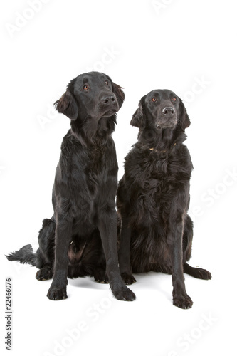Fototapeta Naklejka Na Ścianę i Meble -  two Flat-Coated Retriever dogs (Flatcoat, Flattie) looking up