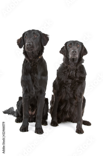 Fototapeta Naklejka Na Ścianę i Meble -  two Flat-Coated Retriever dogs (Flatcoat, Flattie)