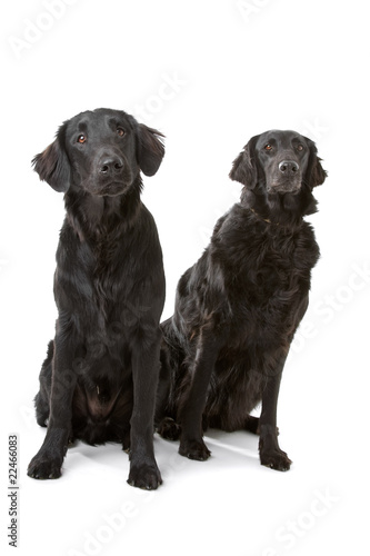 two Flat-Coated Retriever dogs (Flatcoat, Flattie)