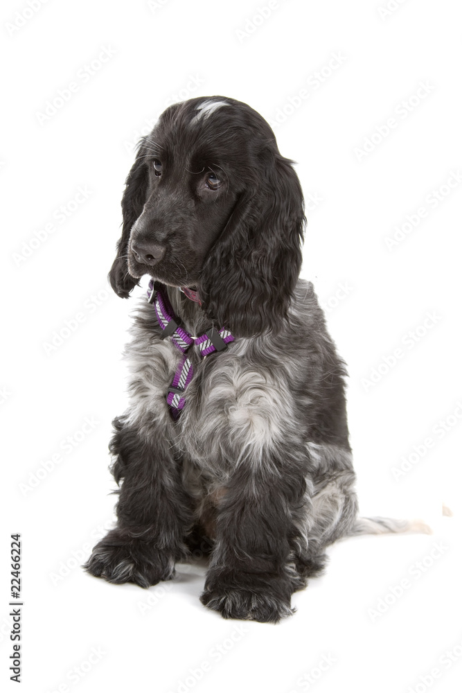 english cocker spaniel dog isolated on a white background english cocker spaniel dog isolated on a white background