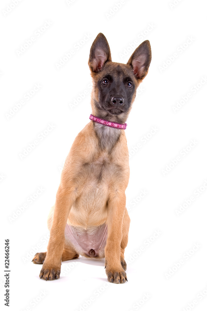 Belgian Shepherd puppy (Belgian Malinois,Mechelaar) Belgian Shepherd puppy (Belgian Malinois,Mechelaar)
