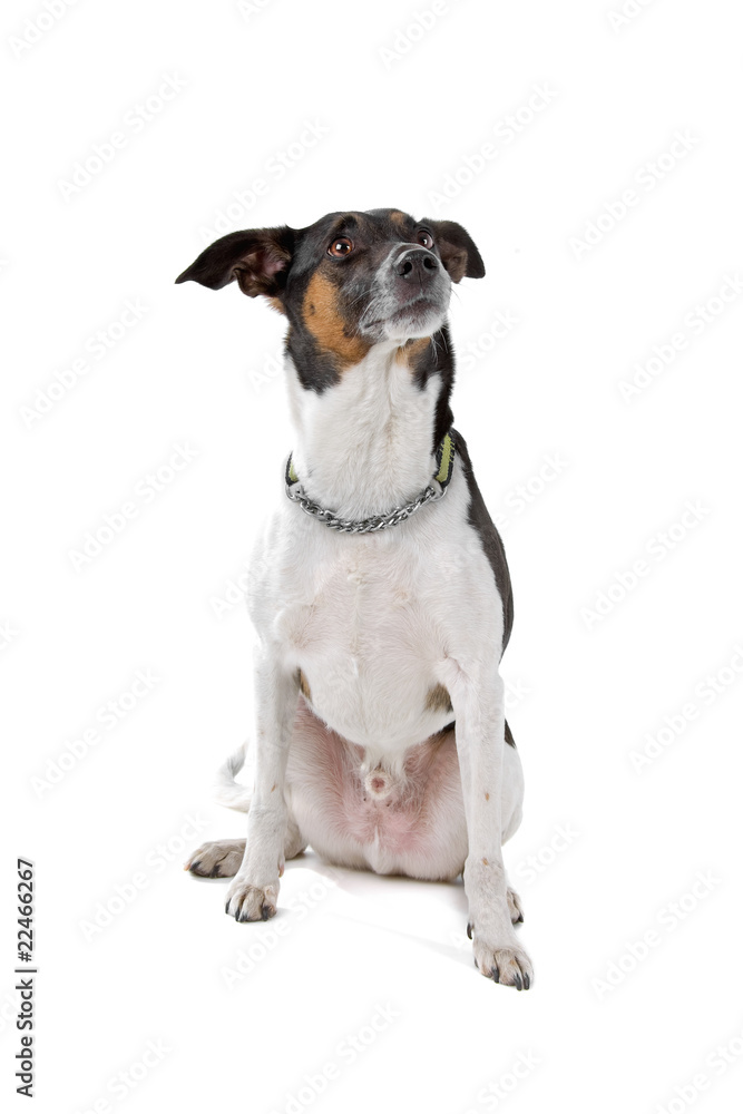 smooth fox terrier isolated on a white background