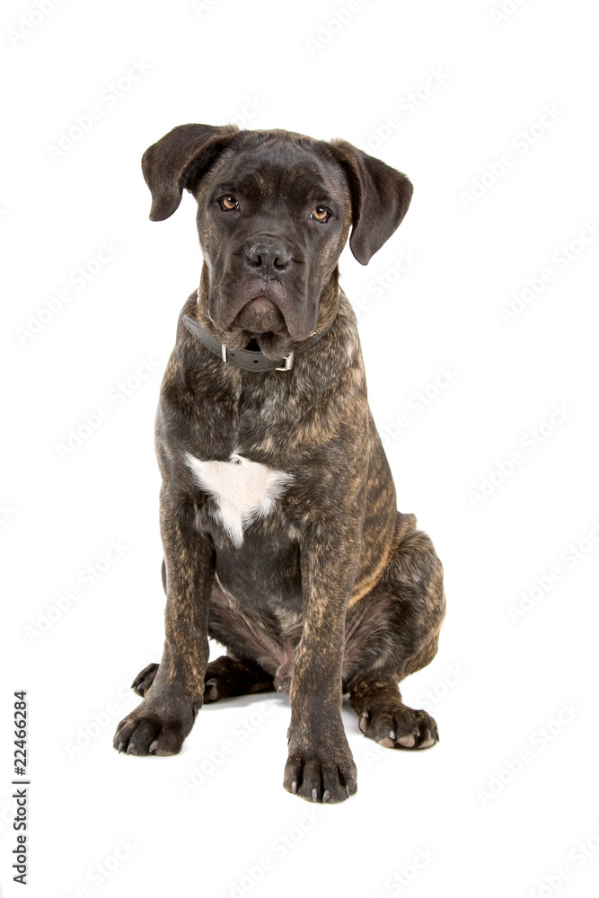 front view of a cute cane corso puppy