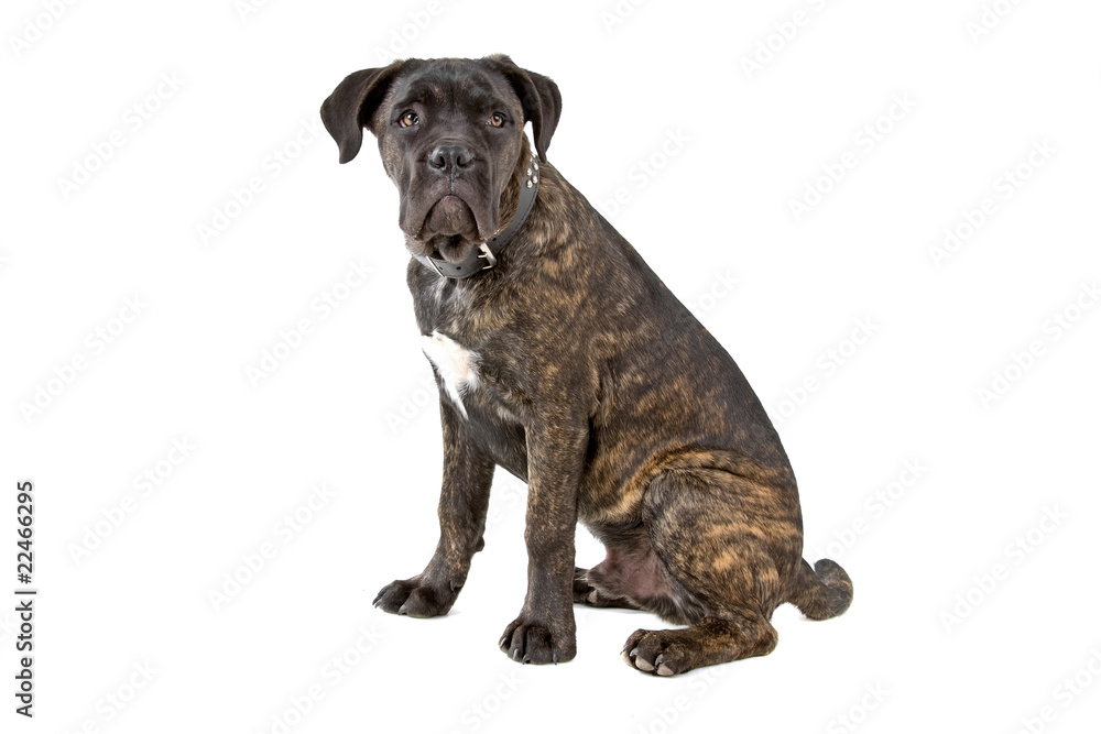 cane corso puppy isolated on a white background