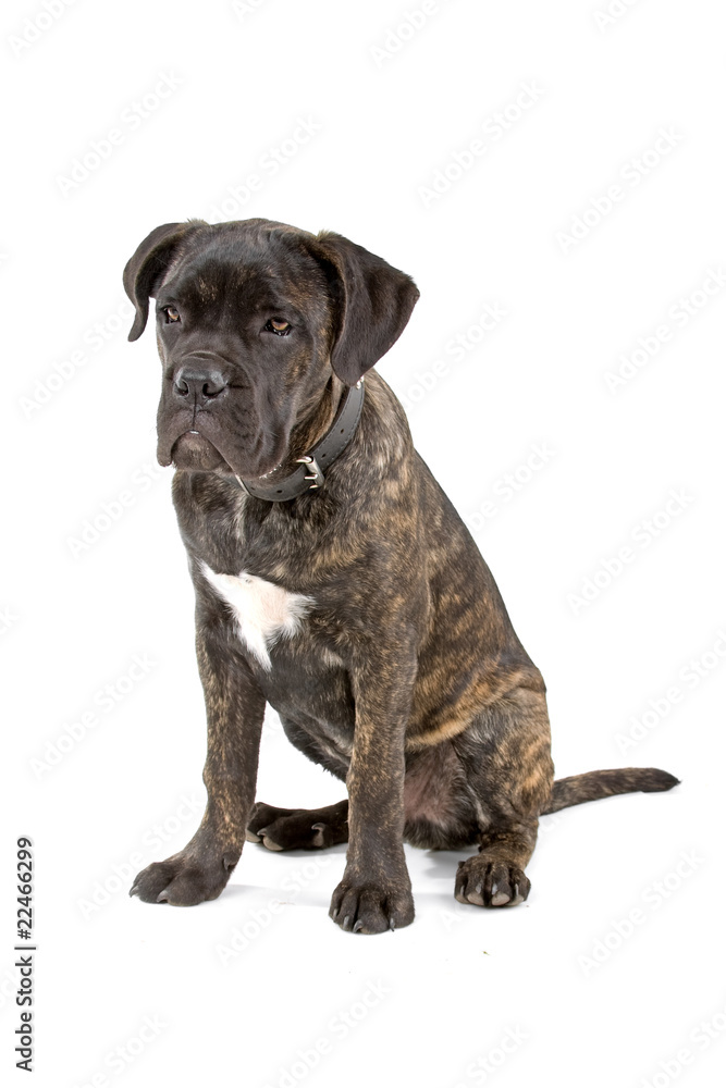 cane corso puppy