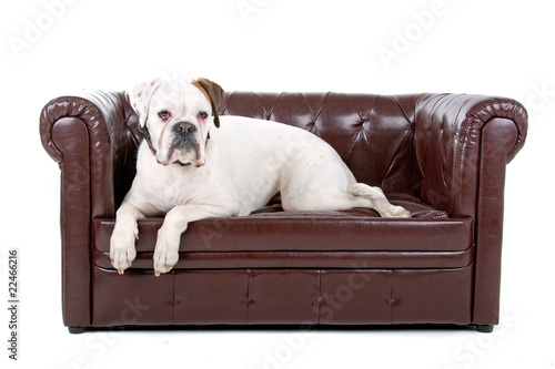 white boxer dog lying on a coach photo