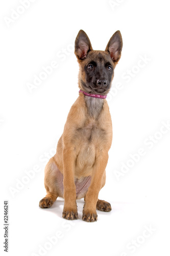 belgian shepherd puppy  belgian malinois  mechelaar 