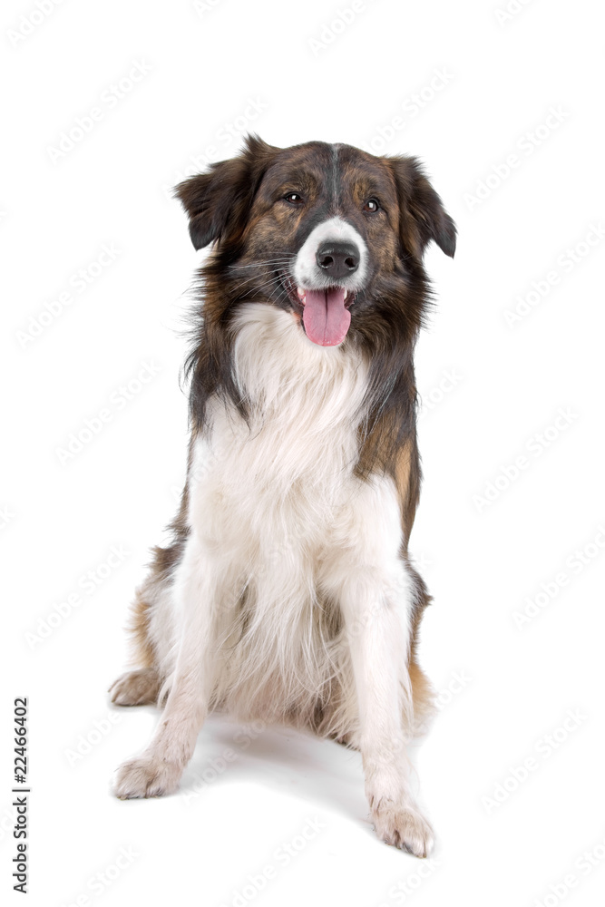 border collie dog sticking out tongue