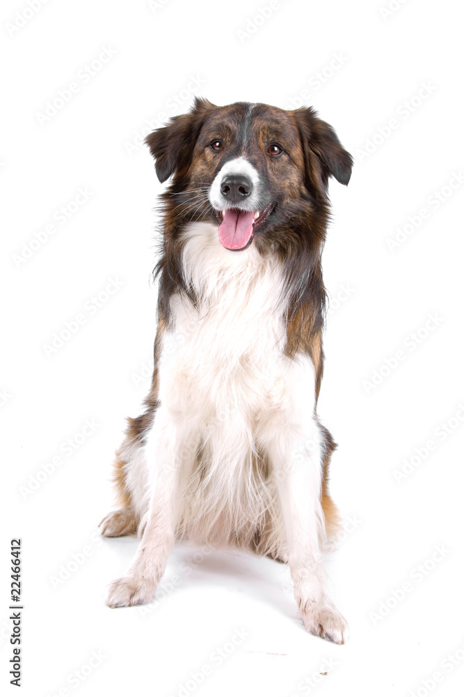 front view of a border collie dog sticking out tongue