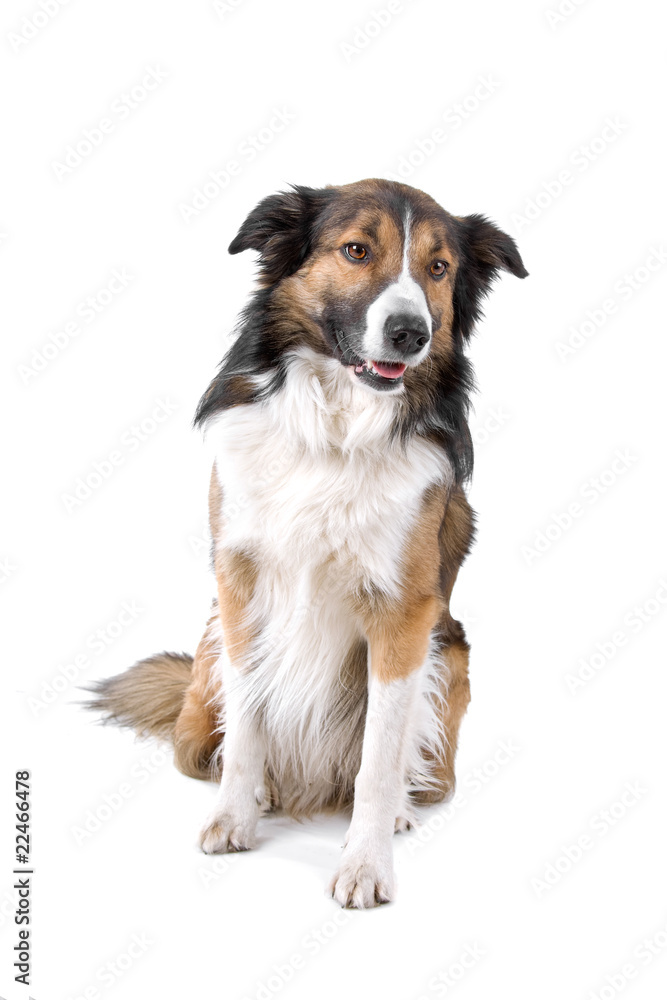 front view of a border collie dog isolated on a white background