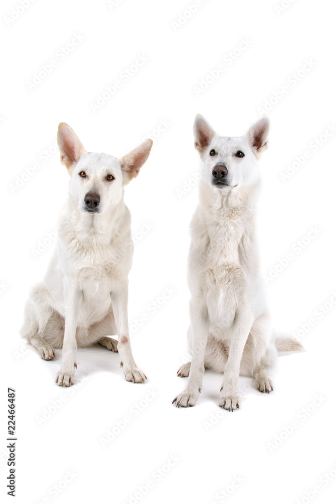 Obraz premium two white shepherds isolated on a white background