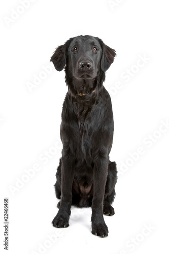 Fototapeta Naklejka Na Ścianę i Meble -  flat coated retriever dog looking at camera