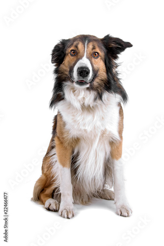 border collie dog, sheepdog looking at camera