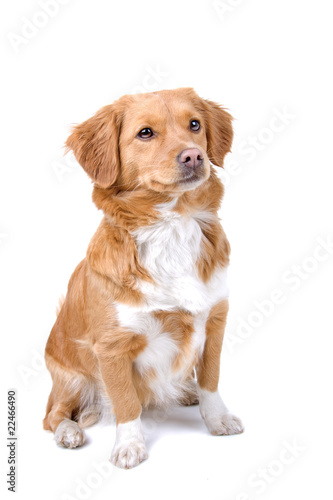 mixed breed dog  half tollinger retriever 